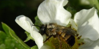 Budujemy populację owadów zapylających® w sezonie 2016