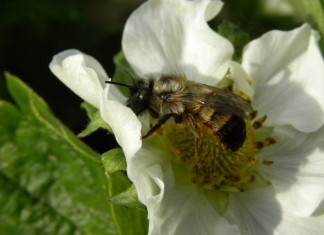 Budujemy populację owadów zapylających® w sezonie 2016