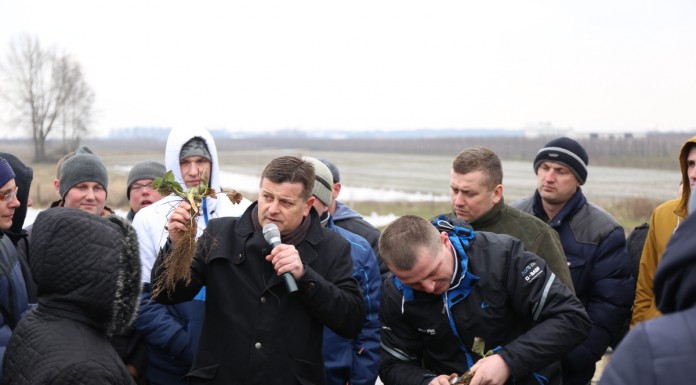 Czy truskawki przemarzły?