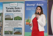 Czy muszka plamoskrzydła zagraża uprawom truskawek?