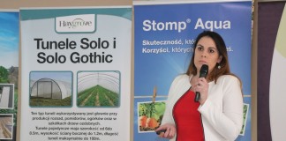 Czy muszka plamoskrzydła zagraża uprawom truskawek?