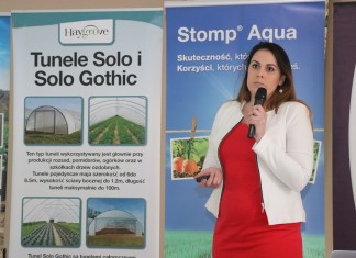 Czy muszka plamoskrzydła zagraża uprawom truskawek?