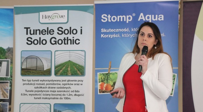 Czy muszka plamoskrzydła zagraża uprawom truskawek?