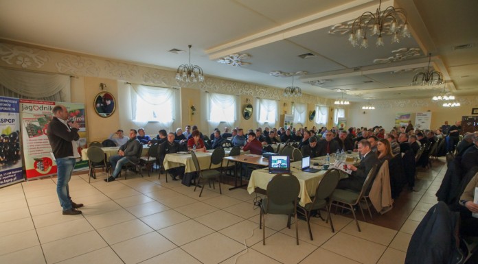 Wydajne plantacje szansą na opłacalną produkcję czarnych porzeczek