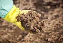 Odkażanie gleby – o czym należy pamiętać, aby było skuteczne