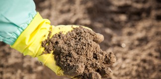 Odkażanie gleby – o czym należy pamiętać, aby było skuteczne