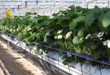 Pierwsze truskawki ze szklarni