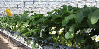 Pierwsze truskawki ze szklarni