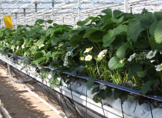 Pierwsze truskawki ze szklarni