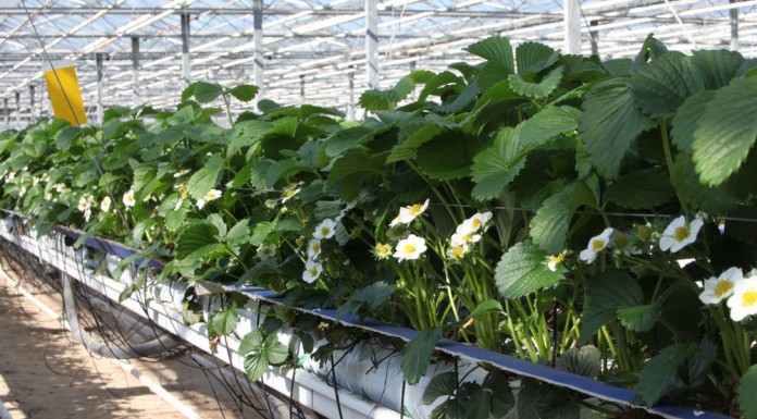 Pierwsze truskawki ze szklarni