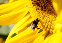 Syngenta tworzy pastwiska dla zapylaczy