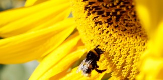 Syngenta tworzy pastwiska dla zapylaczy