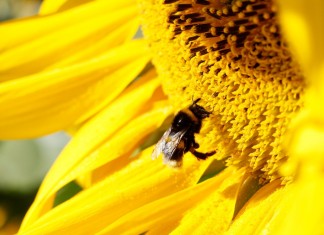 Syngenta tworzy pastwiska dla zapylaczy