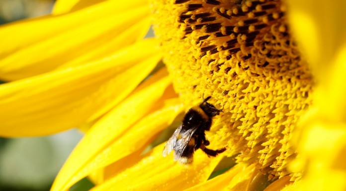 Syngenta tworzy pastwiska dla zapylaczy