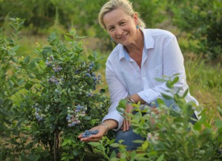 Prawidłowy dobór odmiany borówki wysokiej – to połowa sukcesu