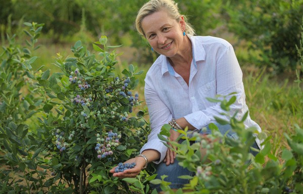 Prawidłowy dobór odmiany borówki wysokiej – to połowa sukcesu