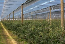 Międzynarodowe Seminarium Borówkowe