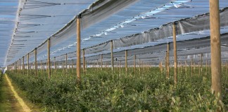 Międzynarodowe Seminarium Borówkowe