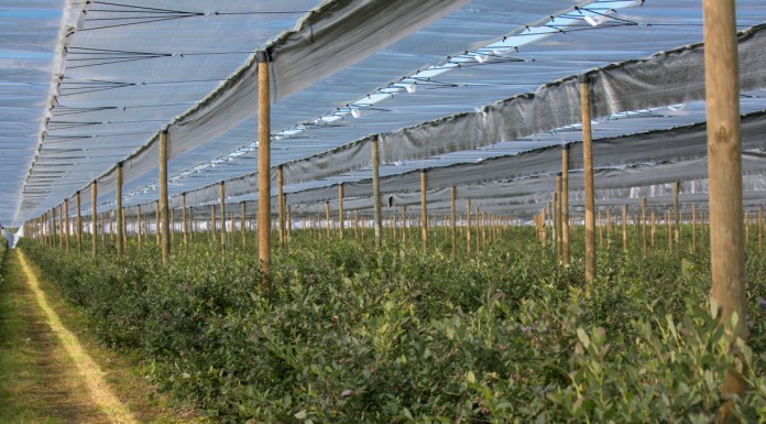 Międzynarodowe Seminarium Borówkowe