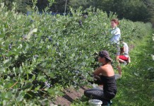 Uprawa borówki uprawa borówki ameryksńskiej