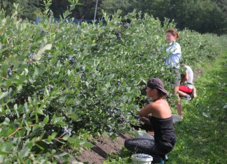 Uprawa borówki uprawa borówki ameryksńskiej