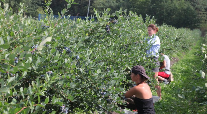 Uprawa borówki uprawa borówki ameryksńskiej