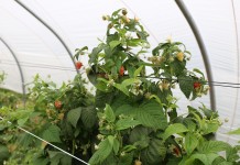 Plonowanie malin w projekcie Malinowe Factory II