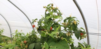 Plonowanie malin w projekcie Malinowe Factory II