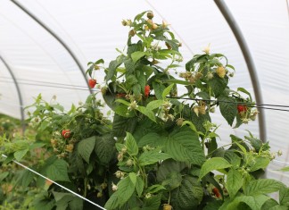 Plonowanie malin w projekcie Malinowe Factory II