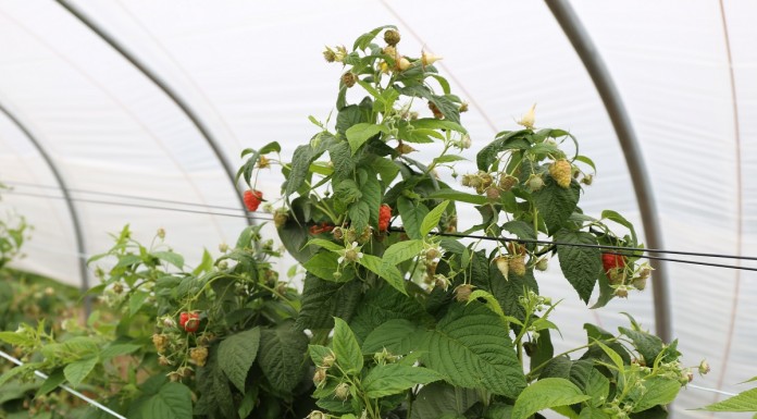 Plonowanie malin w projekcie Malinowe Factory II