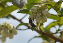 Atraktanty dla owadów zapylających w uprawach sadowniczych