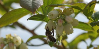 Atraktanty dla owadów zapylających w uprawach sadowniczych
