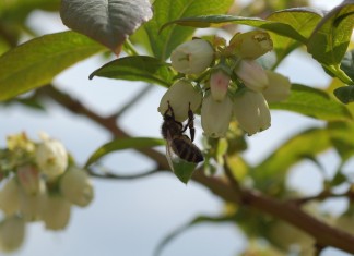 Atraktanty dla owadów zapylających w uprawach sadowniczych