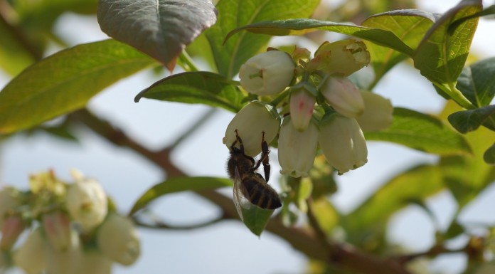 Atraktanty dla owadów zapylających w uprawach sadowniczych
