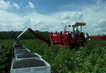 Kombajny jagodowe dla profesjonalistów