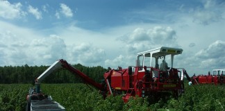 Sezon 2020 okiem ekonomisty, cz. 3: porzeczka czarna i czerwona