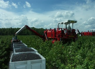 Kombajny jagodowe dla profesjonalistów