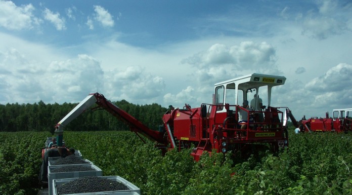 Sezon 2020 okiem ekonomisty, cz. 3: porzeczka czarna i czerwona