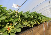 Determinanty wysokiego plonu truskawek w polu i pod osłonami