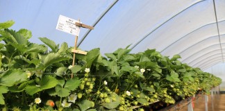 Determinanty wysokiego plonu truskawek w polu i pod osłonami