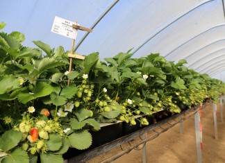 Determinanty wysokiego plonu truskawek w polu i pod osłonami