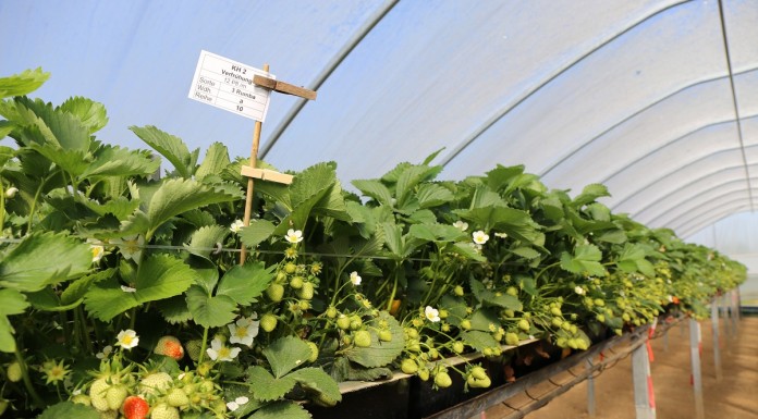 Determinanty wysokiego plonu truskawek w polu i pod osłonami