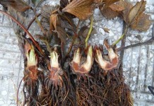 Komunikaty dla Grupy Truskawkowej przed nowym sezonem 2016