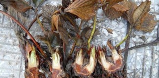 Komunikaty dla Grupy Truskawkowej przed nowym sezonem 2016