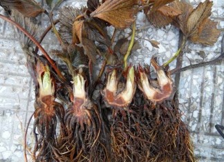 Komunikaty dla Grupy Truskawkowej przed nowym sezonem 2016