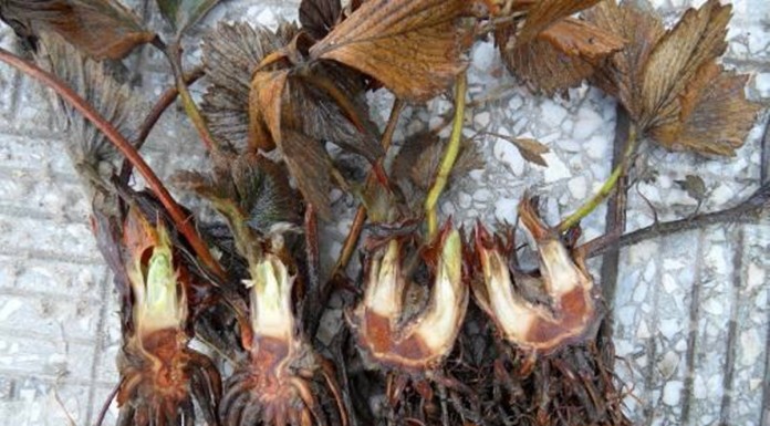 Komunikaty dla Grupy Truskawkowej przed nowym sezonem 2016