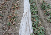 Jak pomóc truskawkom po przymrozkach?