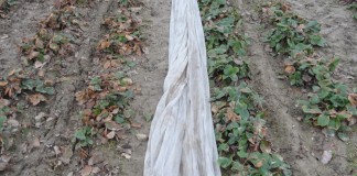 Jak pomóc truskawkom po przymrozkach?