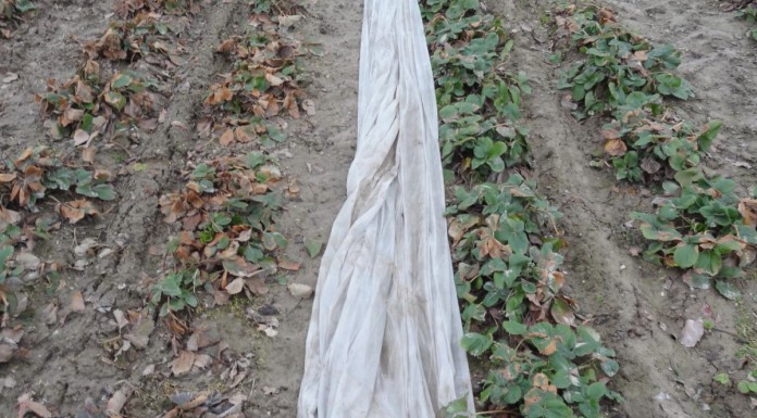 Jak pomóc truskawkom po przymrozkach?