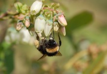 KOMUNIKAT jagodowy Agrosimex 14.05 – BORÓWKA w fazie kwitnienia – zalecenia ochrony i nawożenia